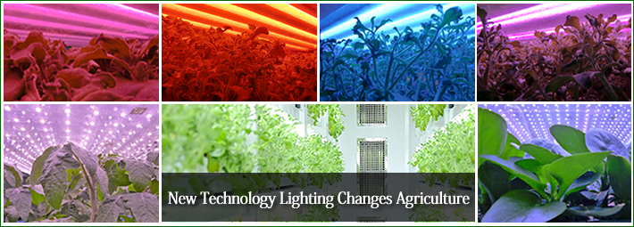 New Technology Lighting Changes Agriculture [Vegetable Factories Utilizing HEFL]