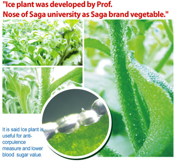 Ice plant was developed
by Prof. Nose of Saga university
as Saga brand vegetable.