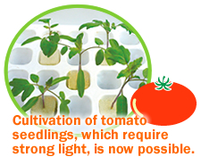 5.	Cultivation of tomato seedlings, which require strong light, is now possible.