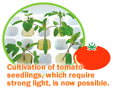 5. Cultivation of tomato seedlings, which require strong light, is now possible.