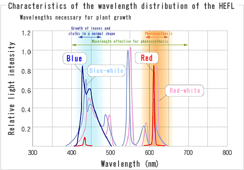 Characteristics of the wavelength distribution of the HEFL