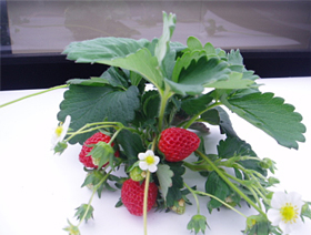 Artificial cultivation of strawberries