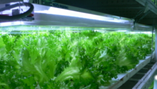 HEFL light is delivered vertically downward with specially designed reflectors (cultivation of frill lettuce).