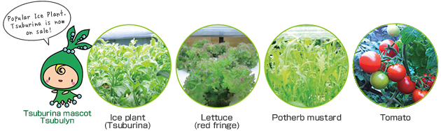 Ice plant（Tsuburina）/Lettuce（red fringr）/Potherb mustard/Tomato