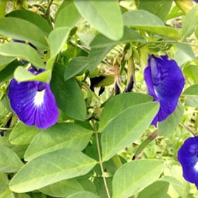 Butterfly pea