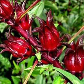 Roselle