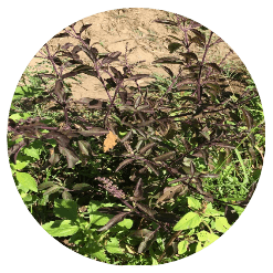 Holy Basil (Tulsi) Krishna