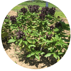 Holy Basil (Tulsi) Rama