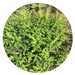 Holy Basil (Tulsi) Vana