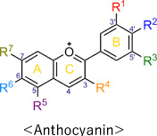 Anthocyanin