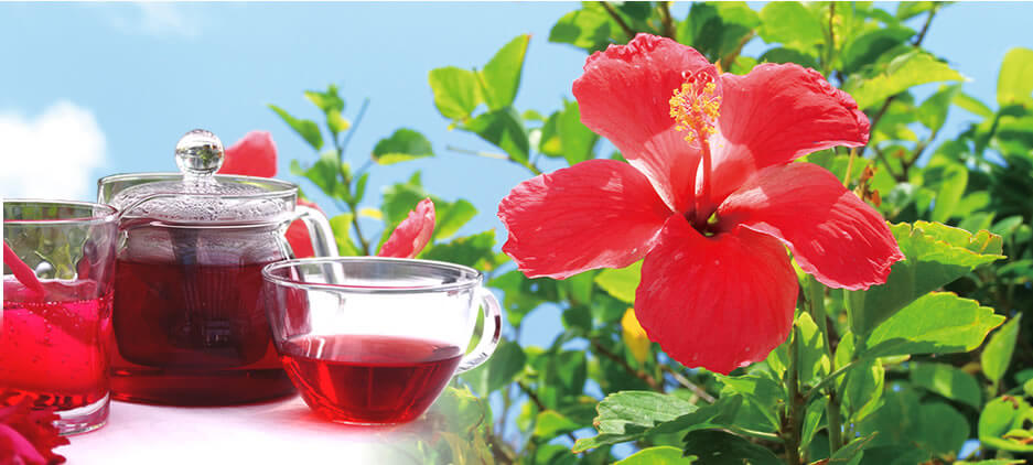 HIBISCUS TEA