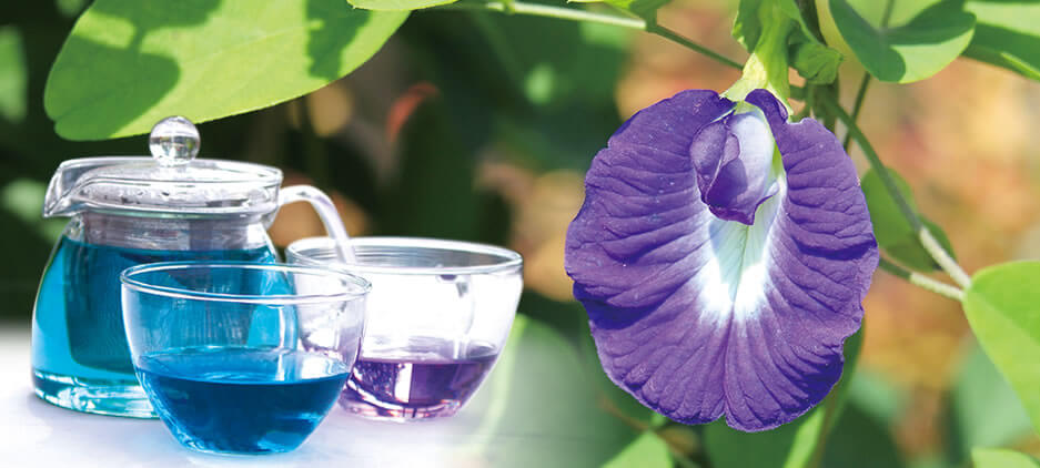 BUTTERFLY PEA TEA 