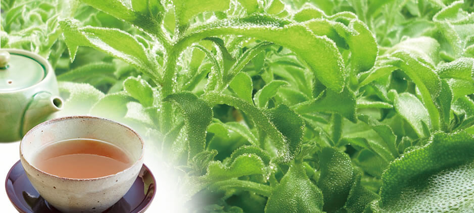 ICE PLANT TEA