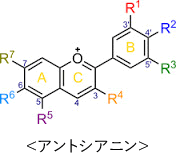 アントシアニン