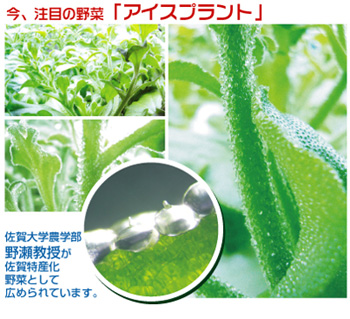 今、注目の野菜「アイスプラント」