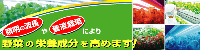 照明の波長や養液栽培により野菜の栄養成分を高めます