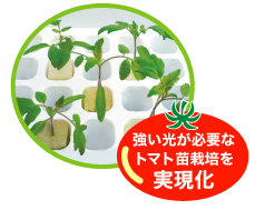 5. Cultivation of tomato seedlings, which require strong light, is now possible.