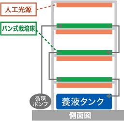 側面図